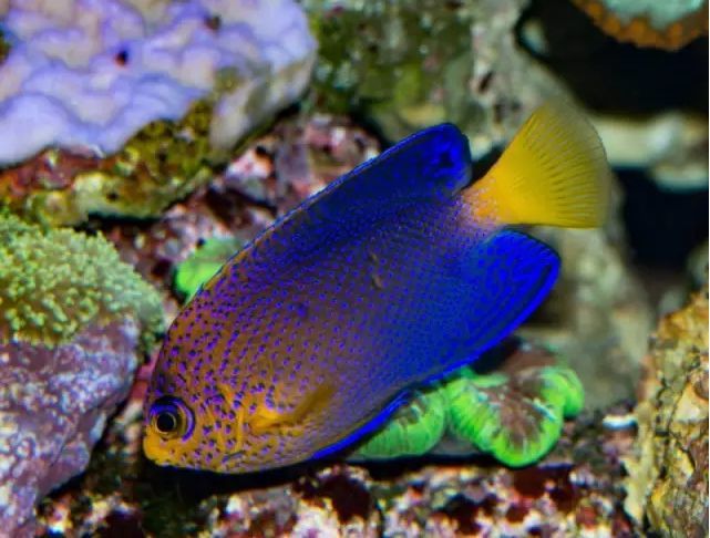 isoscelespintail fairy wrasse彩虹仙子(雌性)ventralis anthia