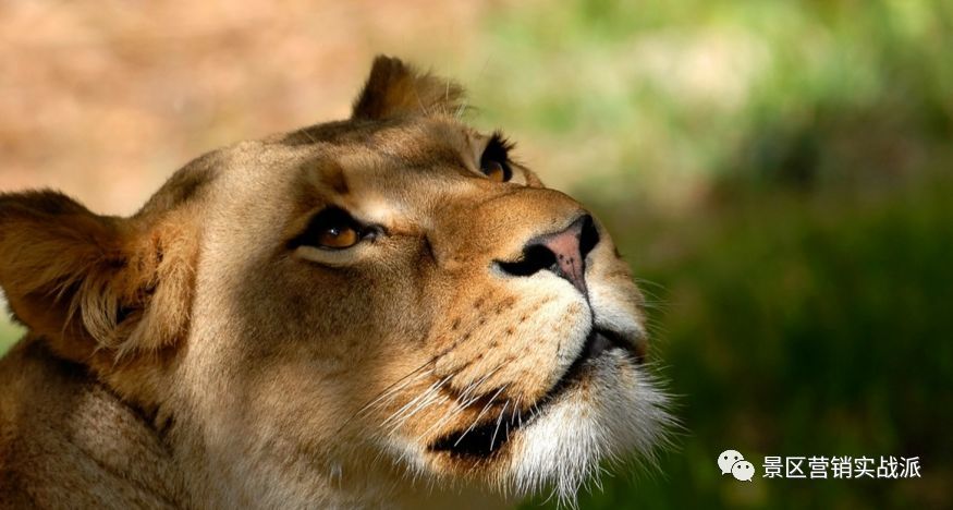 关于旅游景区活动策划的那些套路!