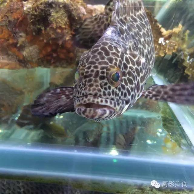 石斑鱼英文名称