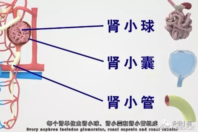 HIV抗病毒治疗的男性肾功能下降速度要快于普