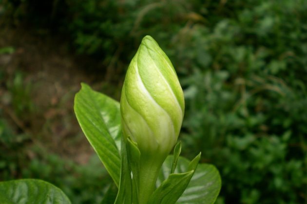 梔子花的修剪方法梔子花開花前開花後怎麼修剪