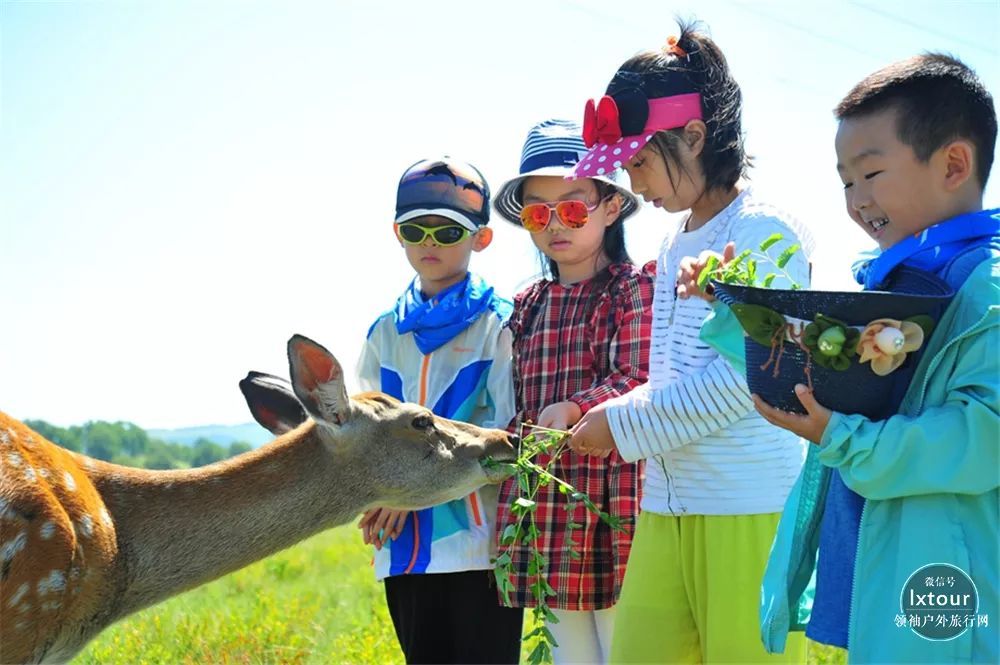 開著房車去壩上,騎馬喂鹿,賞星露營,來一場小清新愜意之旅_騰訊新聞