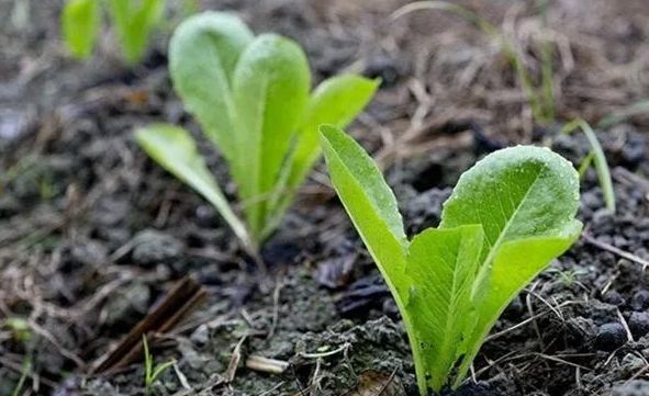 植保蔬菜白粉蝨防治寶典67重茬連作障礙嚴重這兒有份妙招