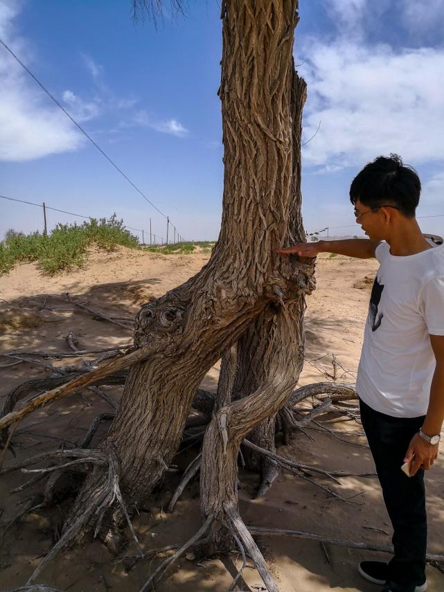 悬空的榆树学习胡杨精神 与狂风展开生死竞速拼命向下扎根