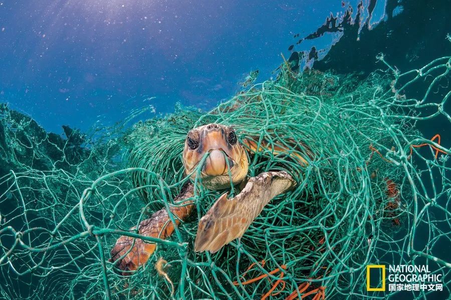 海龟|“我下辈子再也不做海龟了！”
