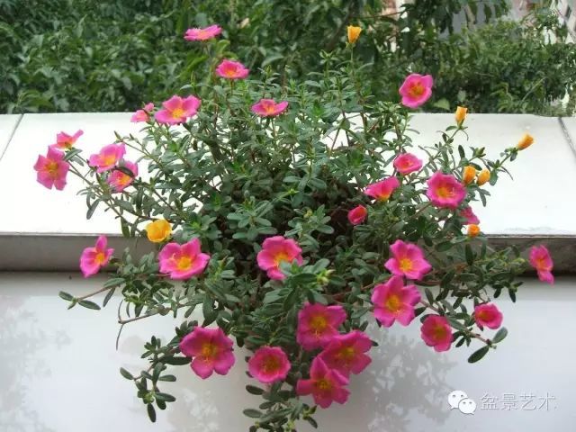 太阳花盆栽养殖方法 腾讯新闻