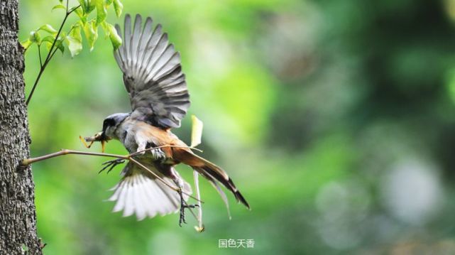 伯勞古鳥在古代民間歷史悠久,成語勞燕分飛的典故,伯奇勞乎的典故都源