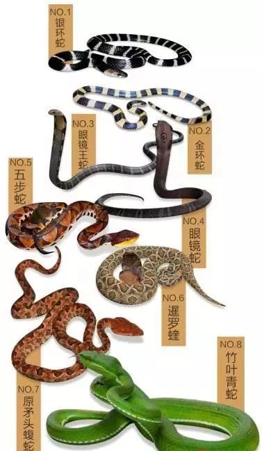 漳州一厂区惊现两米多长的蟒蛇民警紧急救援