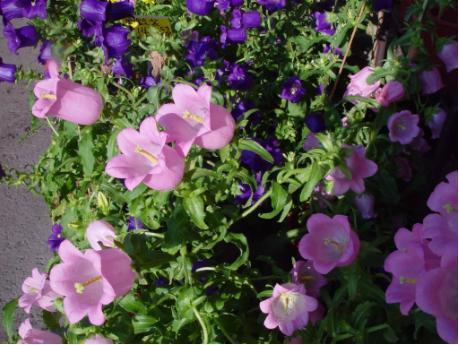 延长风铃草花期就这几招