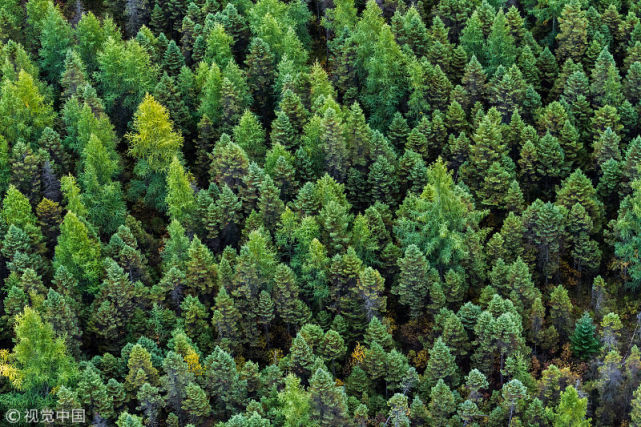 中国东南一片森林面积很大植物上千种被誉绿色明珠