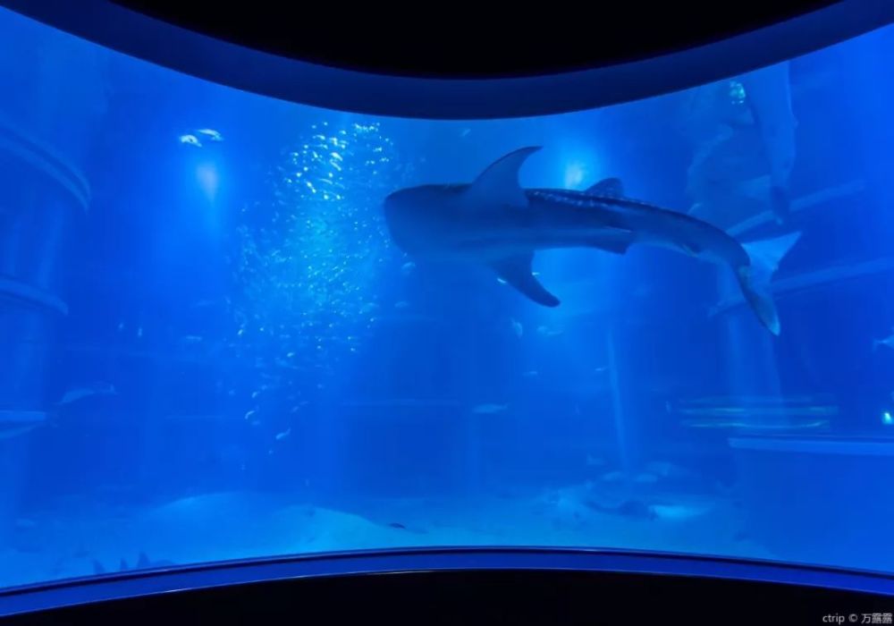 全球超好玩的7大水族馆 不去绝对后悔