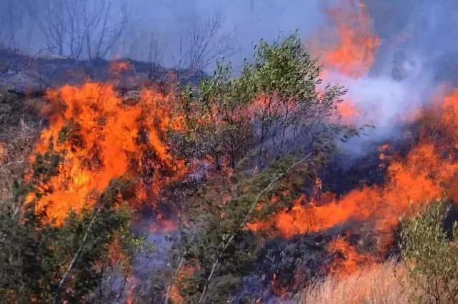 地里除草不慎引发森林火灾 最终,法院作出判决 刘某某犯失火罪 通过复