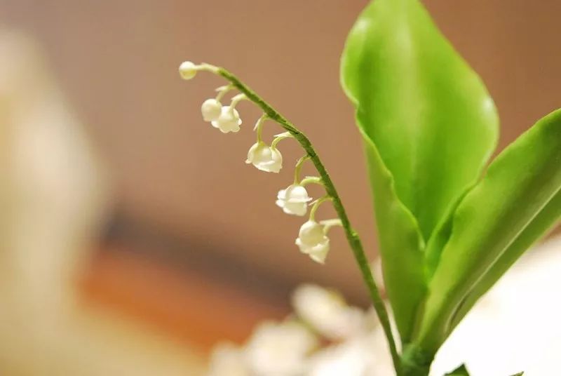 北京的这些百合科植物 你是否邂逅 腾讯新闻