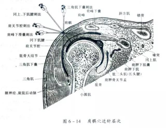 髖膝踝肩肘腕關節穿刺圖文詳解