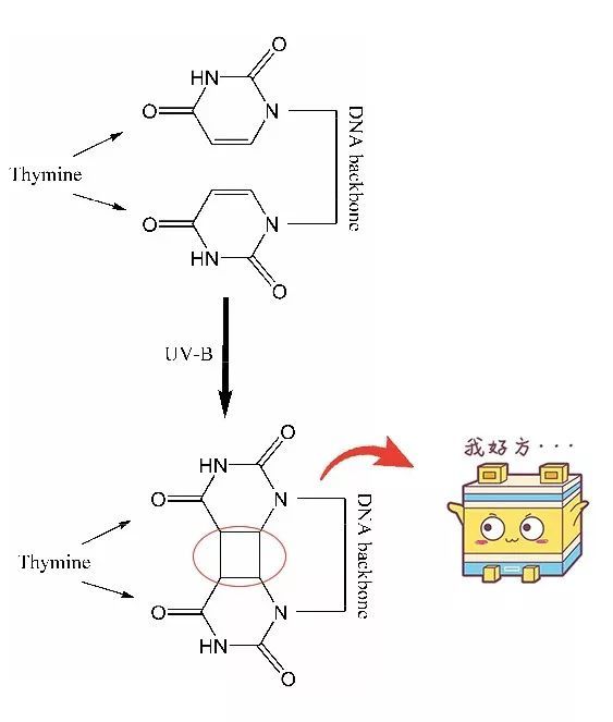 成分党|1公斤要30万人民币?化妆品的这个成分