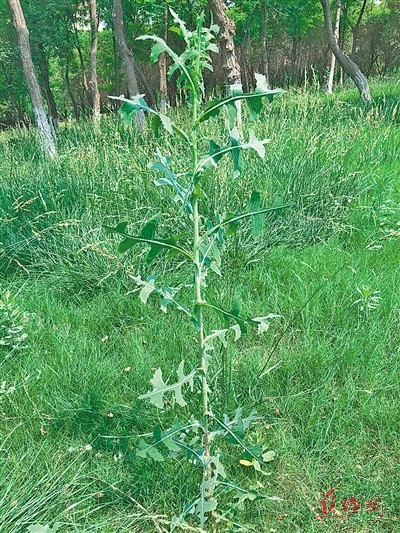 焦作龙源湖公园里惊现毒莴苣专家称是山莴苣