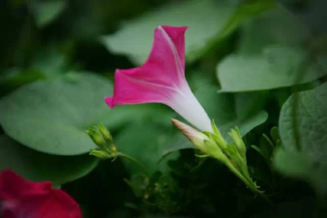 你真的瞭解牽牛花嗎