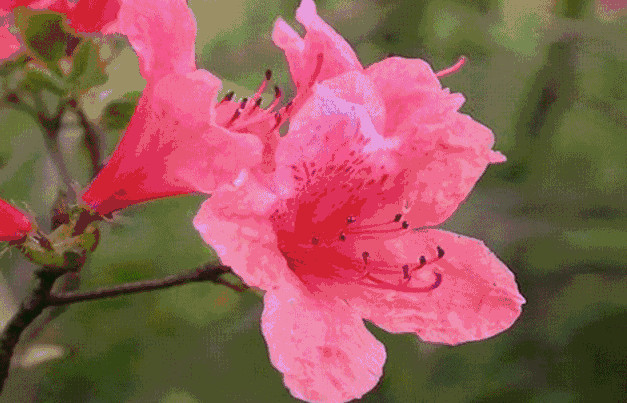 民族将金达莱看成是春天的使者,美好,吉祥,幸福的象征,她是朝鲜的国花