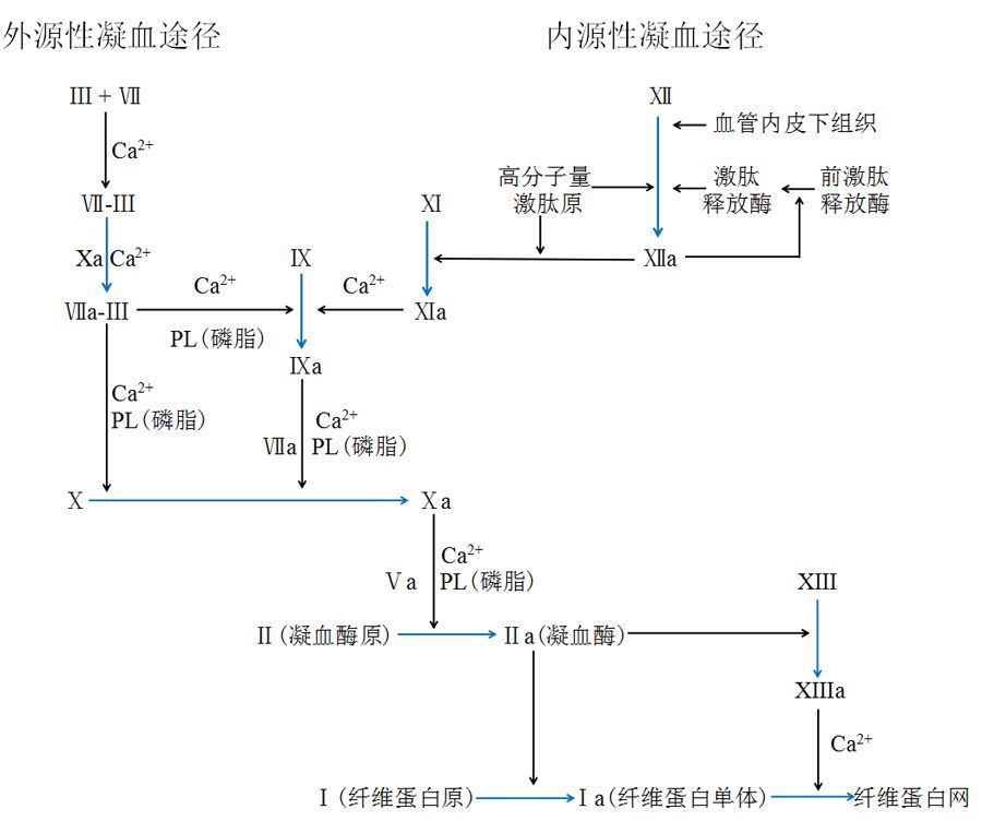 凝血因子通过酶促反应而相继被激活,以瀑布效应形成纤维蛋白,包括内源