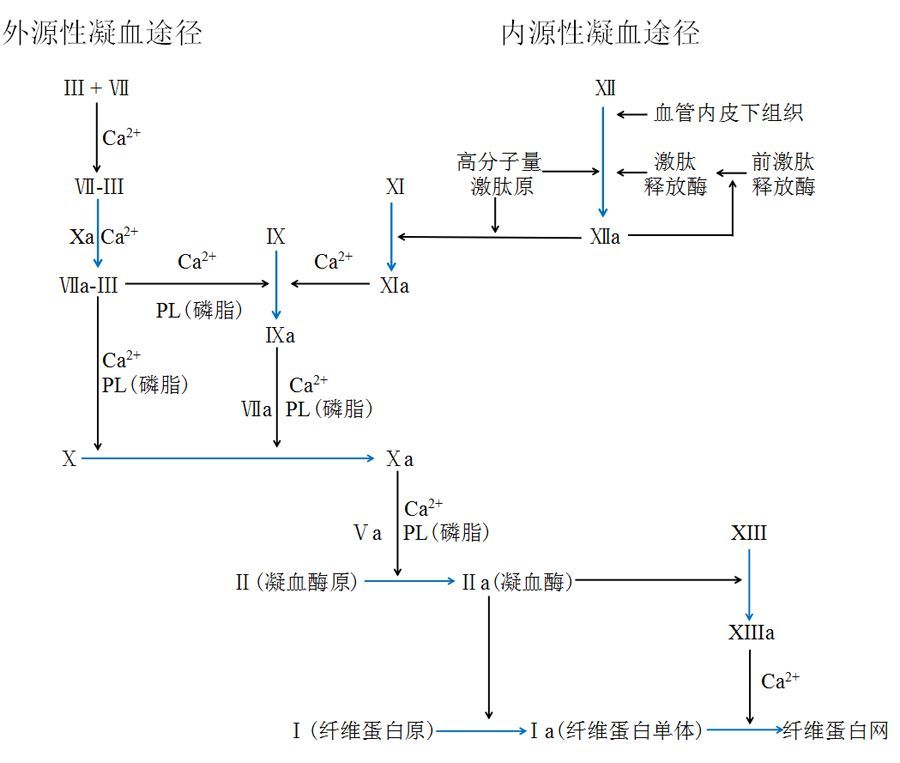 凝血的基本过程图片