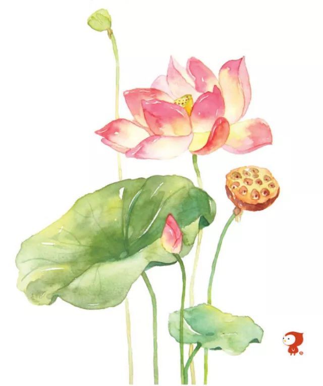 每周一味 干姜 腾讯新闻