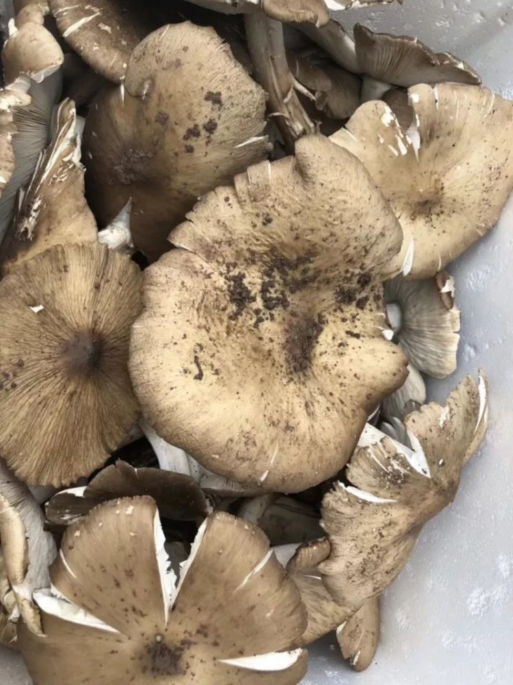 走捡三塔菌了雅安喜欢吃三塔菌的都看看