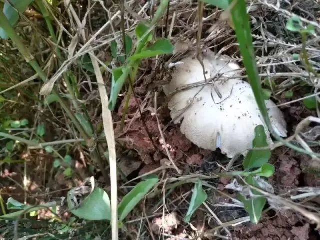 走捡三塔菌了雅安喜欢吃三塔菌的都看看