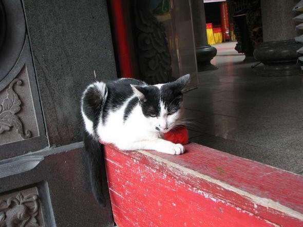 台湾猴硐猫村 信徒参拜时 被里面的场景差点吓得半死