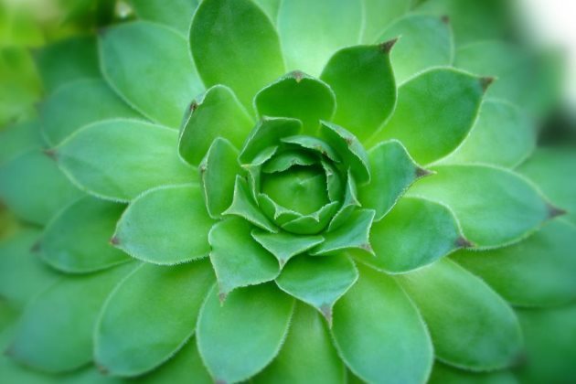 多肉植物观音莲夏天怎么养 观音莲安全度夏的 腾讯新闻