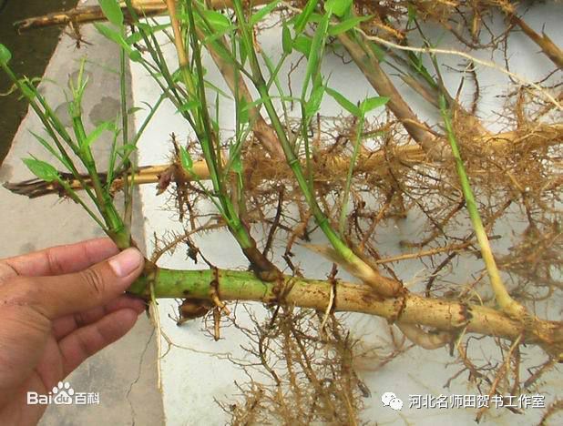 《小石潭记》中第一段,作者为什么要伐竹取道