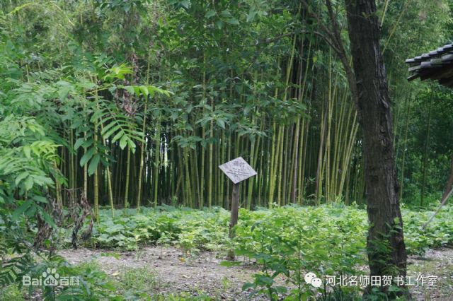 《小石潭记》中第一段,作者为什么要伐竹取道