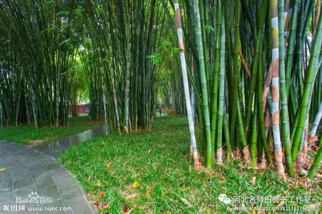 《小石潭记》中第一段,作者为什么要伐竹取道