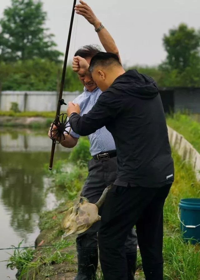 厉害了!浙江有资深打鳖师傅一天能打上百斤甲鱼
