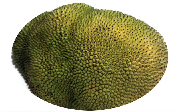 世界上最重的水果菠萝蜜有减肥作用,为什么又