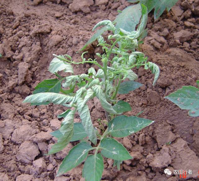 番茄病毒病全解