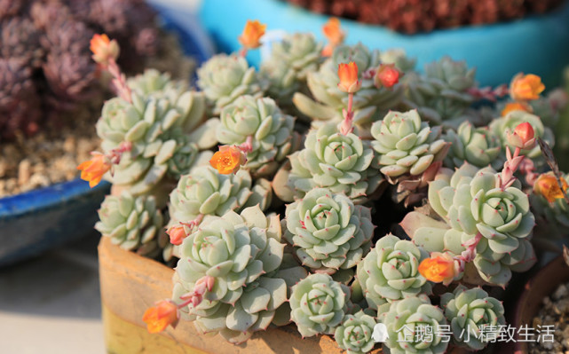 听说多肉植物开花必死 那我的肉肉开花了怎么办 要不要剪掉