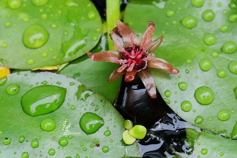 适合夏季吃的几种蔬菜,你中意哪个?