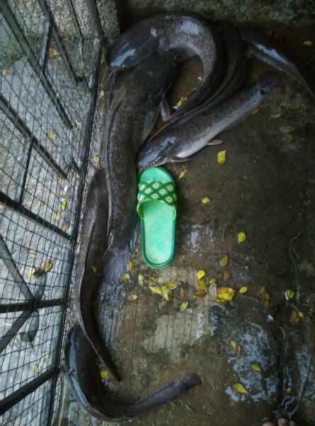 堤防出水口 钓获几十斤 鲶鱼 能吃吗