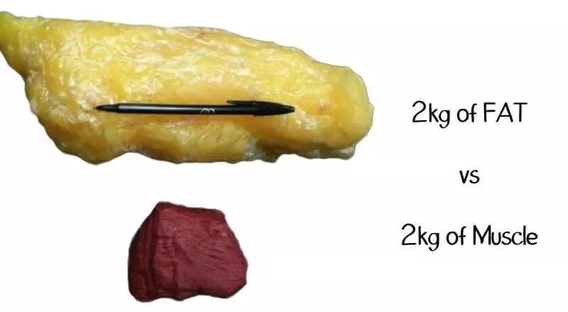 一张图告诉你,5磅、10磅、15磅脂肪有多少