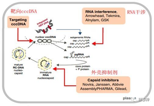 乙肝|知识赋能——乙肝病毒治愈：为什么、怎么做、什么时候？