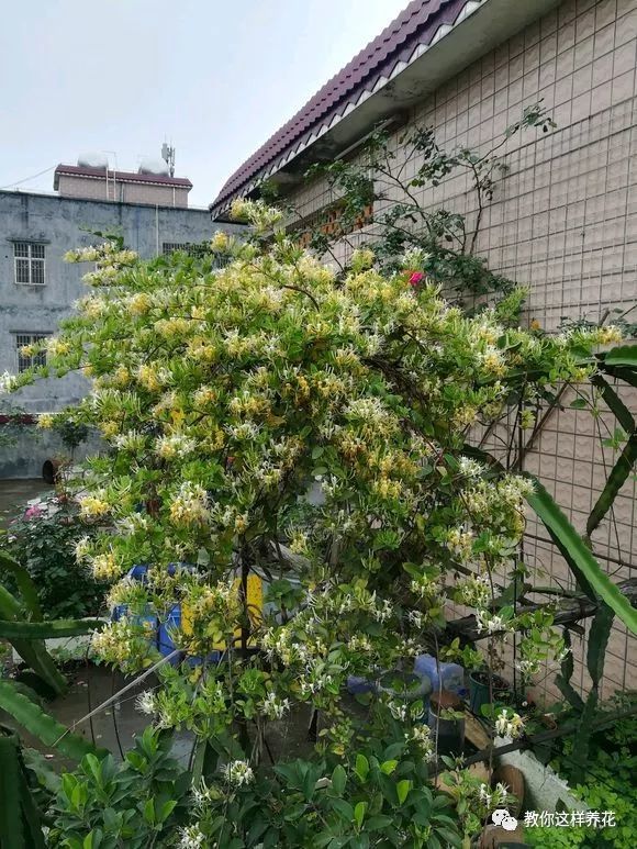 而且金银花还被誉为清热解毒的良药,性甘寒气芳香,甘寒清热而不伤胃