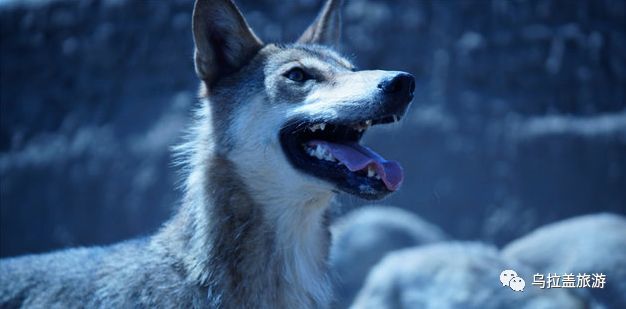 醉人的四季美景,和原著中描绘的"狼马大战""飞狼"等激动人心的场面