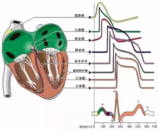 心正常传导路径图图片