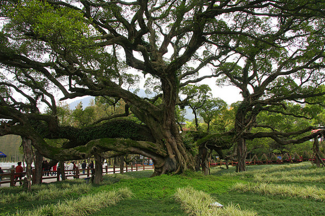 福州最奇特榕树你不能不懂!