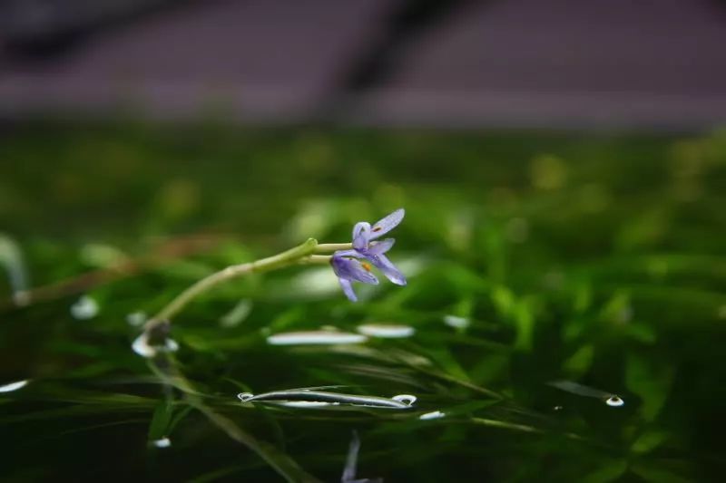 見過水草但你見過水草開花嗎