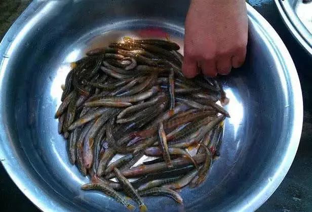 "尖嘴子"肉质肥嫩,只生活在山涧里,我们叫红尾鳅|红尾|肉质|泥鳅|鲜鱼