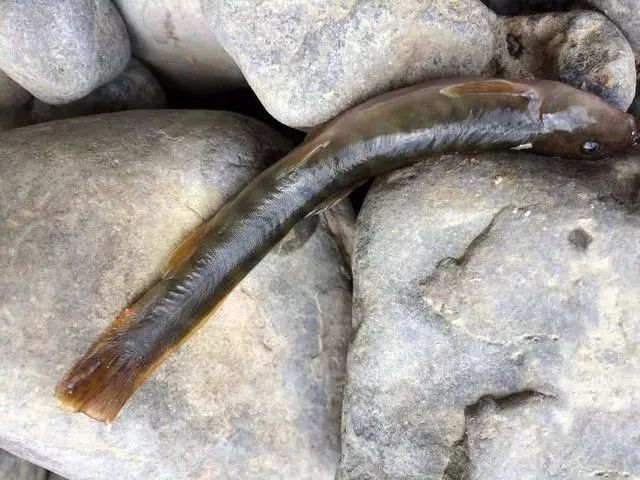 尖嘴子肉质肥嫩只生活在山涧里我们叫红尾鳅