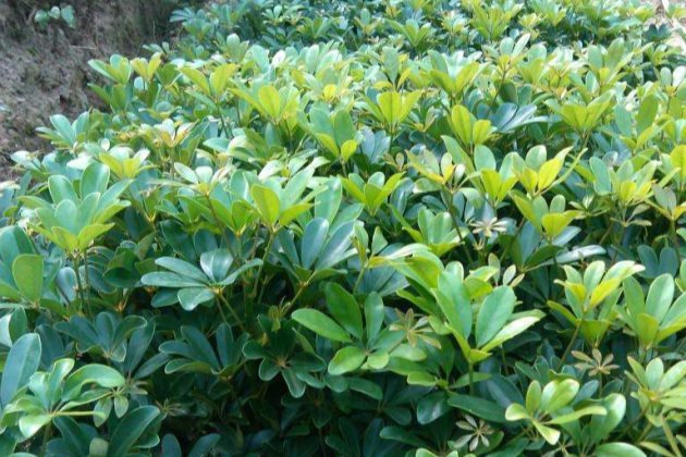 鸭脚木的功效与作用以及养殖的方法