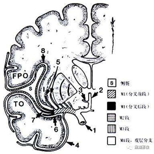 a4段:分成胼周动脉(粗支)胼胝体上方扣带回间和胼缘动脉扣带沟走行.