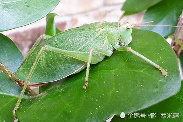 腾讯内容开放平台